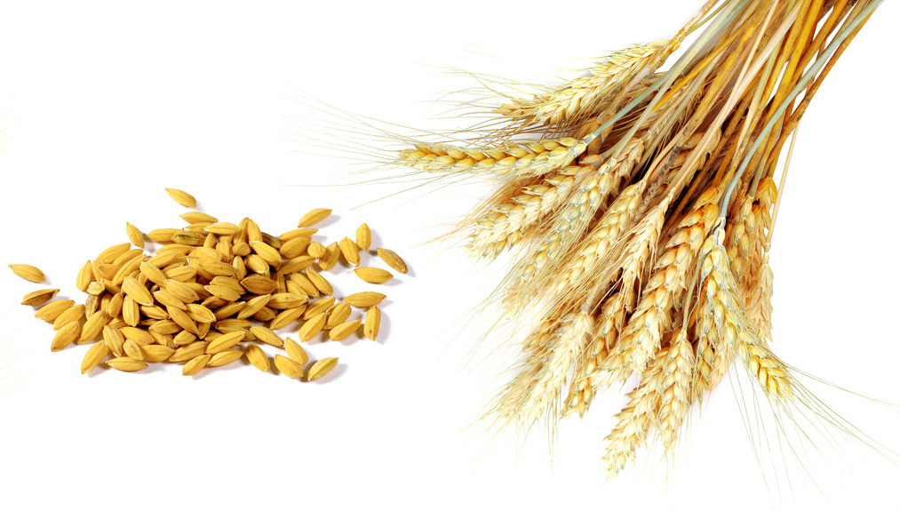 порошок пшеничного протеина